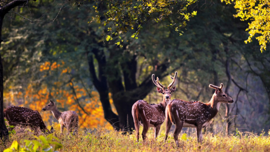 how to reach pench national park