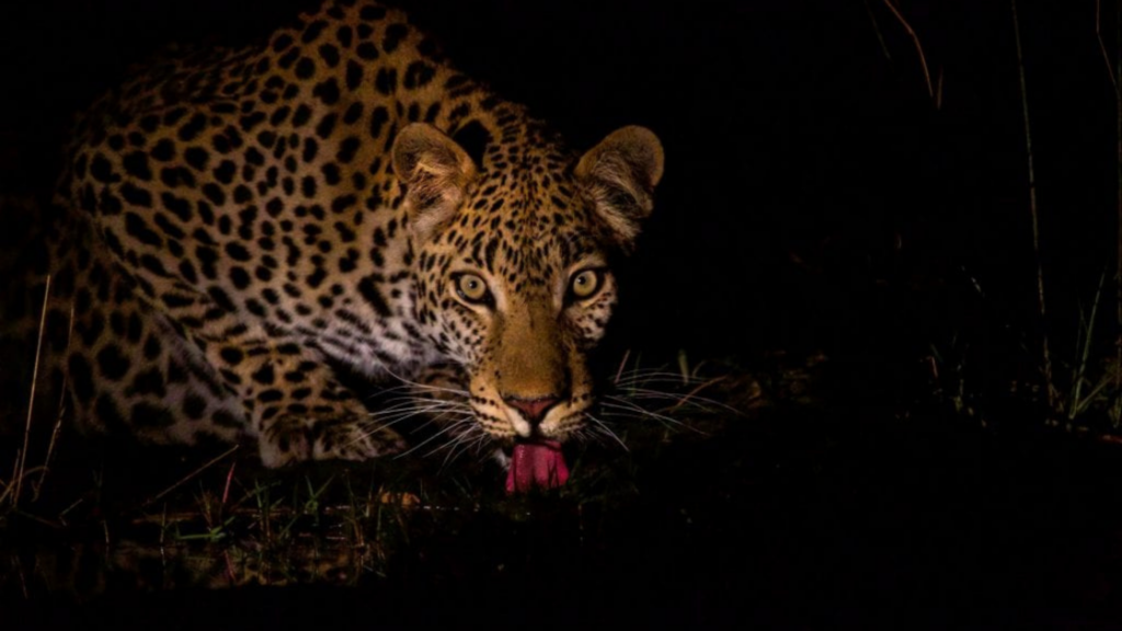 Nightime Safari Pench National Park